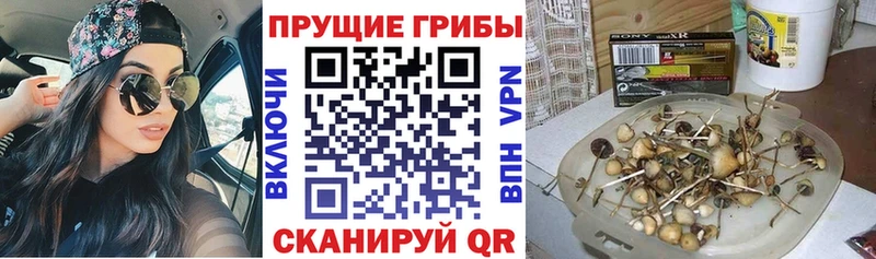 купить наркотик MEGA tor Галлюциногенные грибы мухоморы Никольск